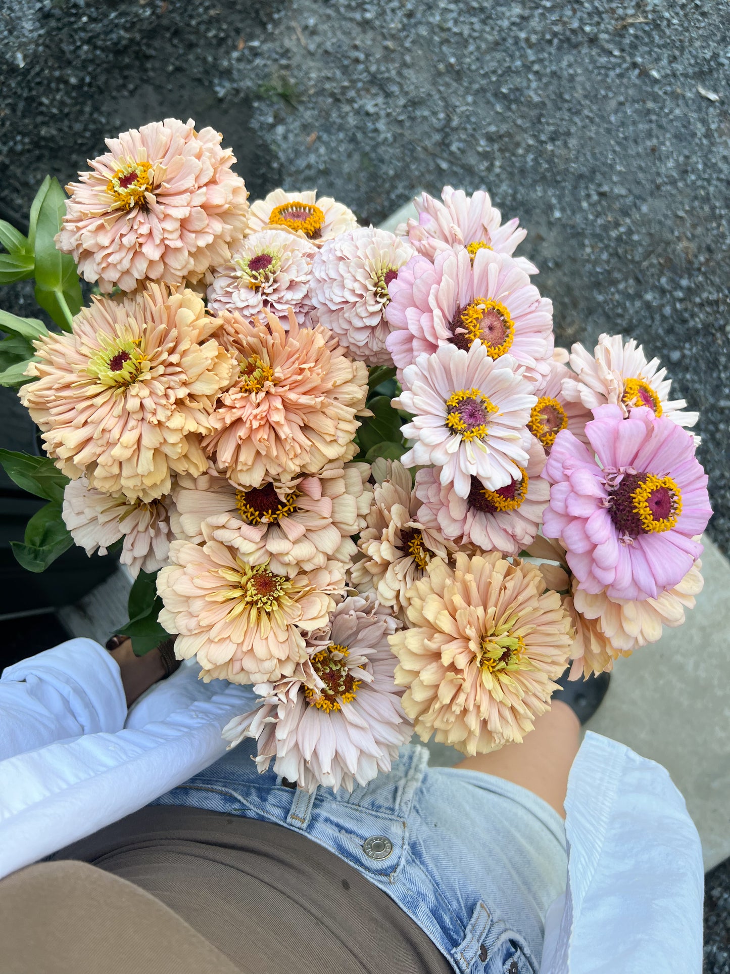 BF Pastel Zinnias